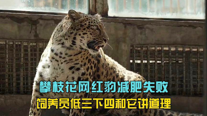 网红豹子，现象背后的故事