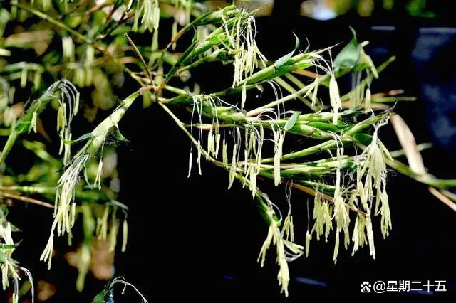 成都竹子开花，错过再等60年，探寻背后的神秘与传奇