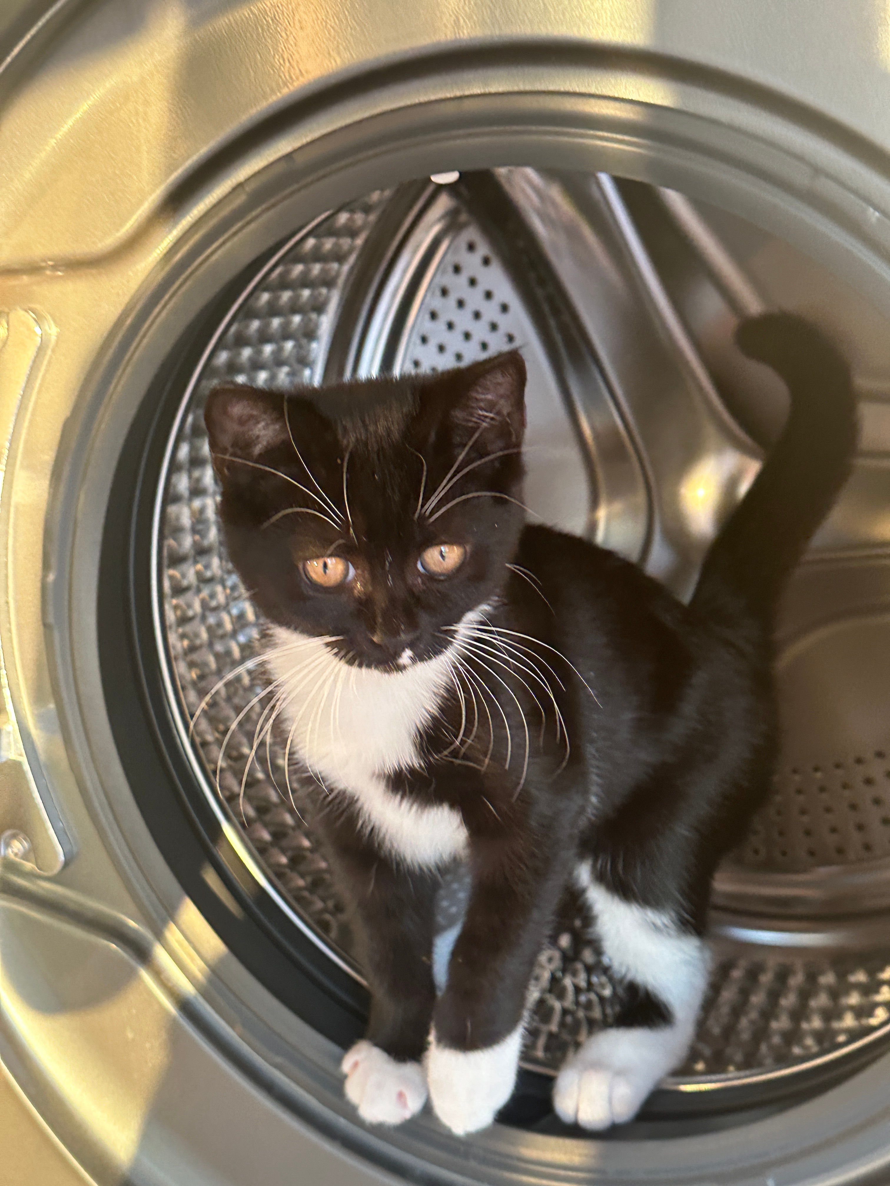 猫星人奇遇，洗衣机里的五分钟洗礼