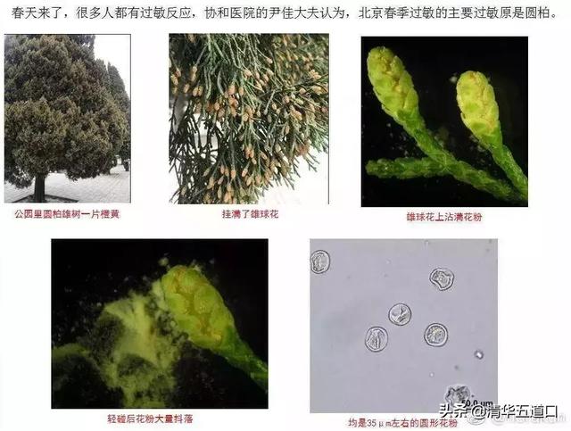 柏树花粉过敏者的发声，一场与自然的较量