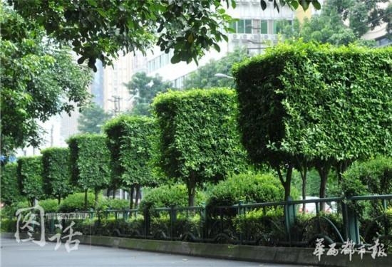 河北惊现方树，绿化树被剪成正方体，这是怎样的创新之举？