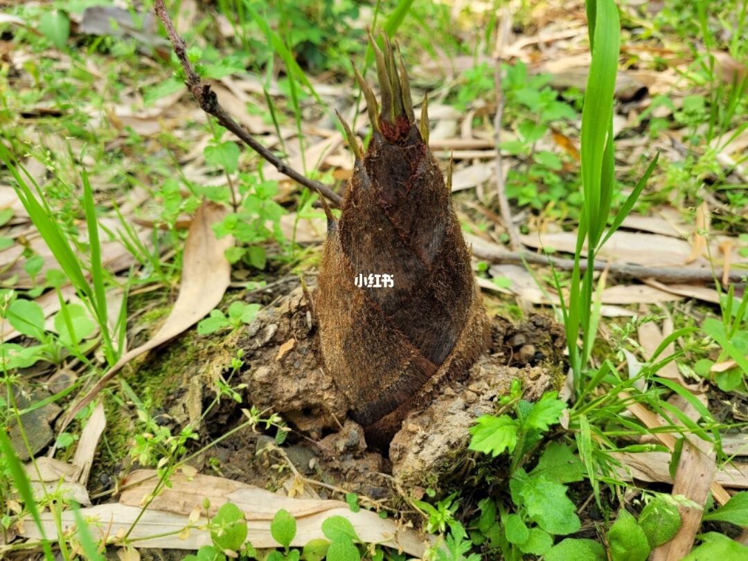 竹笋破土而出的瞬间，一幅照片引发的无尽思考