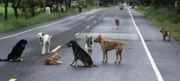 狗狗回家遇挡路同伴一跃而过，友情的力量与狗的机智行为