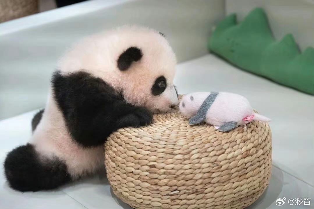 福宝再次进入假孕状态，探寻背后的故事与期待