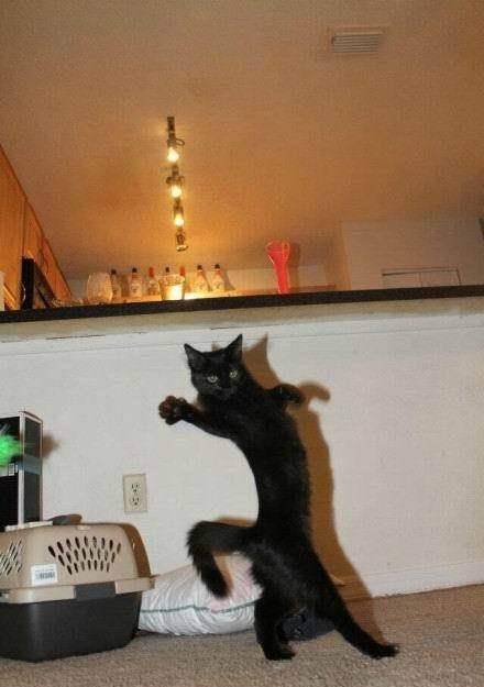 网红猫爷掀起猫步模仿潮