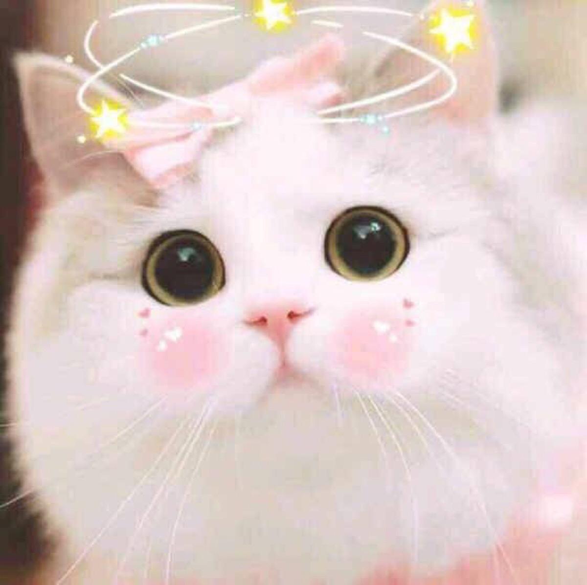 猫耳朵里的螨虫，深入了解与应对方法