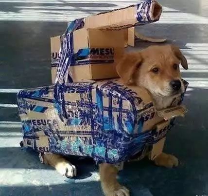 主人30秒让犟狗服软——驯狗小技巧大揭秘