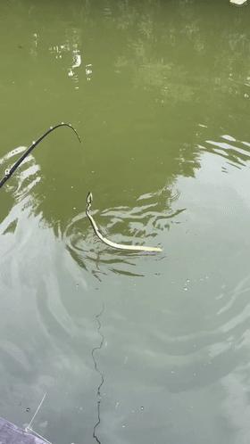 广东一小区蛇群泛滥广东某小区惊现蛇群泛滥现象，原因、影响及应对措施
