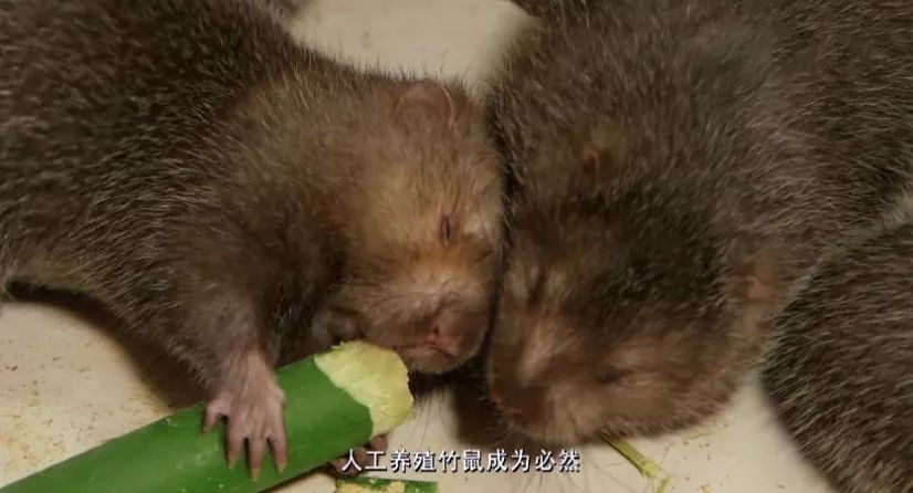 夫妻吃竹鼠确诊肺炎，一次警示性的案例