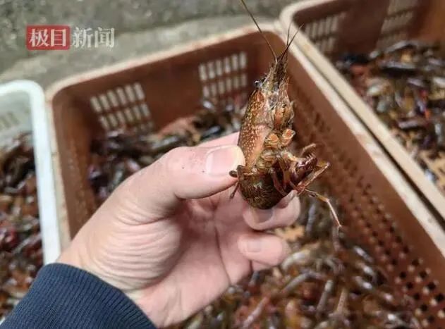 吃龙虾引发休克，兽医的救赎